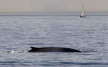 Hausse des populations de baleines et gorilles des montagnes