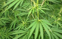 Saisie de 435 pieds de pakalolo à Huahine