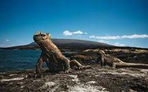 Equateur: trois sites naturels aux Galapagos endommagés par le tsunami