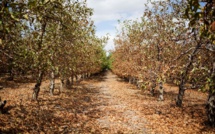 Contre la sécheresse, Le Cap devrait déraciner les arbres non indigènes