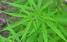 Un forcené défend sa plantation avec un coupe-coupe