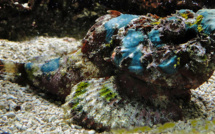 Piqué par un poisson pierre, un enfant de 10 ans décède à Bora Bora