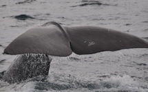 Indonésie: un cachalot retrouvé mort avec 6 kg de plastique dans le ventre