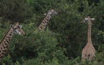 Niger: délocalisation de girafes menacées dans le sud-ouest nigérien