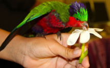 Carnet de voyage - A Rimatara vole l’oiseau arc-en-ciel