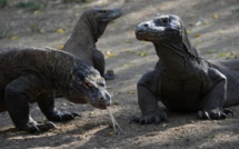 Voir un dragon de Komodo de près pourrait bientôt coûter 500 dollars