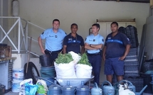 Hao: Saisie de 772 pieds de Paka