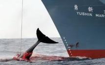 Japon: la pêche à la baleine harponnée par le tsunami