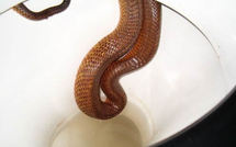 Un boa dans les toilettes en Allemagne