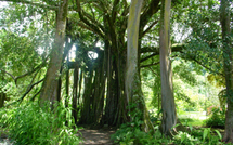 Le Banian du jardin botanique Harrison Smith