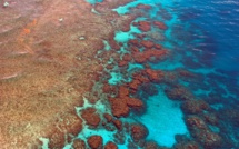 Pour sauver la Grande Barrière, un ambitieux programme d'élevage de larves de coraux