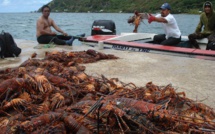 Quelle est la réglementation pour la langouste ?