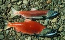 Au Canada, de "super-saumons" rouges capables de survivre au réchauffement