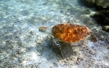 Tortue marine : la DIREN envisage toujours d'autoriser la chasse