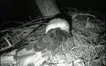 Filmé en direct nuit et jour, un nid d'aigle fait un tabac sur internet
