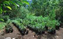 2 800 pieds de paka découverts à Papara