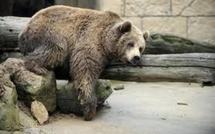 Russie: il voulait passer la frontière avec un ours dans sa Renault Kangoo