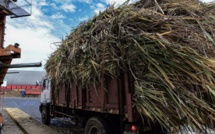 A Maurice, tout est bon dans la canne à sucre, même l'électricité