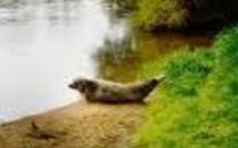 Un phoque prend ses quartiers à Bergerac, à près de 200 km de la mer