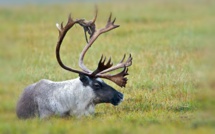 Moins de caribous, davantage d'algues rouges dans un Arctique plus chaud en 2018