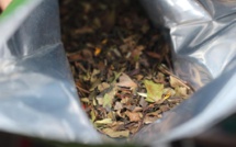 Le thé, toute une histoire