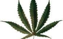 Trois mois avec sursis pour un Calaisien qui soigne son psoriasis au cannabis