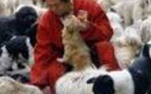 Chine: des centaines de chiens échappent à la marmite