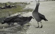 La hausse de la quantité de mercure dans le Pacifique menace les oiseaux