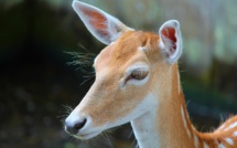 Un braconnier américain condamné à visionner "Bambi"