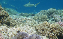 Le LABEX CORAIL lauréat du premier appel à projets " laboratoires d'excellence "