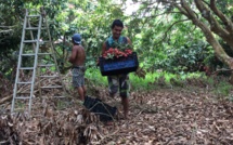 Le litchi, trésor rouge de Tubuai