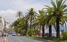 Il est déjà trop tard pour sauver tous les palmiers du littoral français, affirme l'Anses