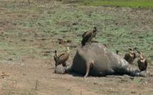 Sierra Leone: enquête sur la mort en série d'hippopotames