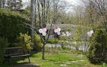 Lituanie: des ballons dans les arbres pour se débarrasser des corneilles