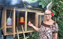 Les bienfaits insoupçonnés des poules pondeuses  sur les matahiapo !