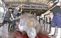 Japon: des pêcheurs d'un village dévasté reprennent la chasse à la baleine