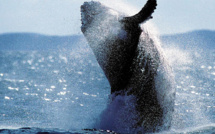 Le Japon va reprendre officiellement la chasse commerciale des baleines