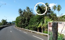 Le cocotier qui menaça la RDO