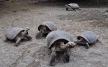 Les Galapagos interdisent les feux d'artifice du nouvel an pour protéger les animaux