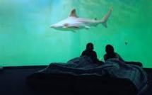 Un requin vivant peut générer 2 millions de dollars grâce au tourisme