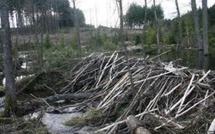 Canada: un déversement de pétrole endigué par un barrage de castors