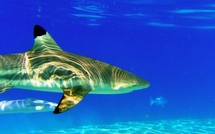 Recensement des mammifères marins par observation aérienne