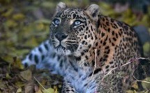 Inde : des drones et des éléphants pour retrouver un léopard en fuite