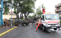 Chute d'un arbre en plein centre ville de Papeete