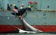 Le dossier des baleines devant la Cour internationale de Justice de La Haye