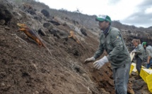 Des iguanes réintroduits sur une île des Galapagos où ils avaient disparu
