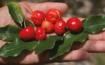 Carnet de voyage - Ces nouveaux fruits de Tahiti
