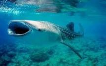Egypte: un jeune requin-baleine retrouvé dans le canal de Suez