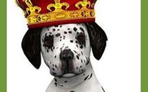 A Bruxelles, les chiens ont leur bar, pas encore les bonnes manières