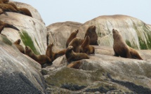 Oregon: des otaries trop gourmandes euthanasiées pour sauver une truite menacée